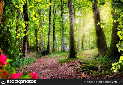 Beautiful rays of sunlight in a green forest. Montenegro. Green forest in Montenegro