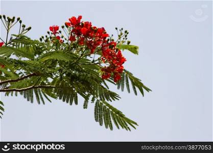Beautiful red acacia branches. India Goa. Beautiful red acacia branches. India Goa.