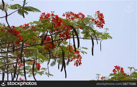 Beautiful red acacia branches. India Goa. Beautiful red acacia branches. India Goa.