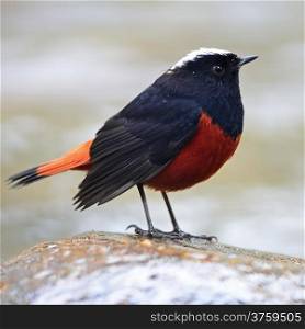 Beautiful red and black bird, White-capped Water Redstart (Chaimarrornis leucocephalus), standing on the rock, side profile