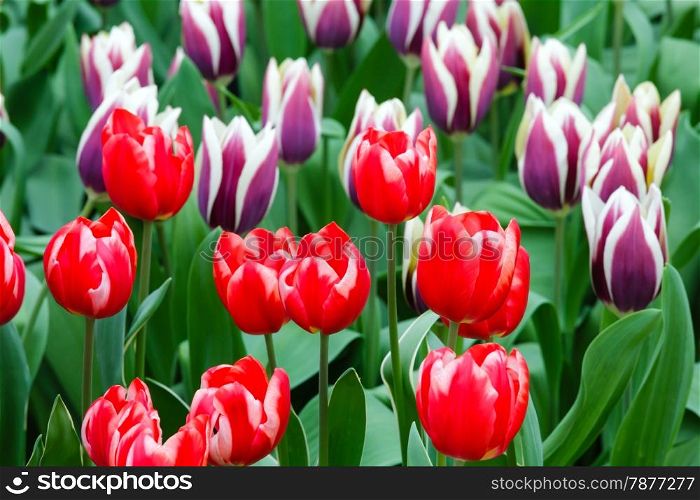 Beautiful red and violet tulips in the spring time. Nature background.