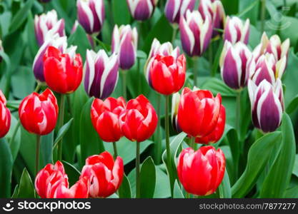 Beautiful red and violet tulips in the spring time. Nature background.