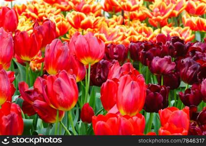Beautiful red and yellow-red tulips close-up (nature spring background).
