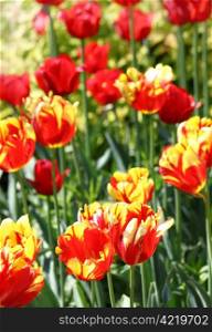 beautiful red and yellow tulips