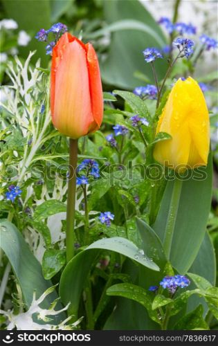 Beautiful red and yellow tulips (close-up). Nature many-coloured background.