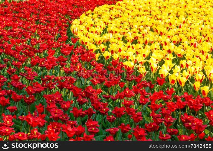 Beautiful red and yellow tulips in the spring time. Nature background.