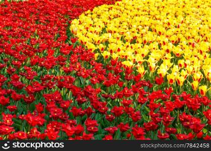 Beautiful red and yellow tulips in the spring time. Nature background.