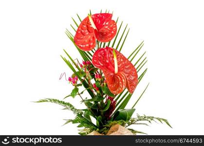 Beautiful red anturio flowers and green leaves isolated on white background.