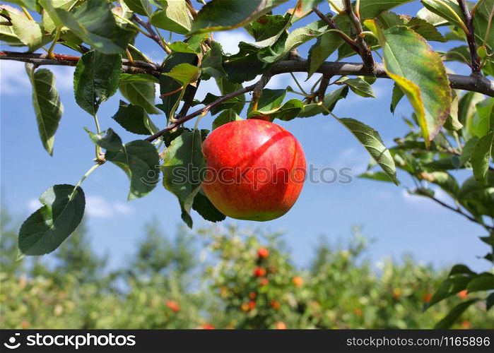 Beautiful red apple on a branch under a blue sky