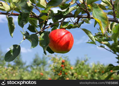 Beautiful red apple on a branch under a blue sky