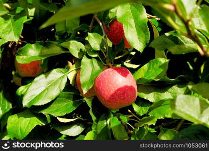 Beautiful red apples on the tree in the orchard