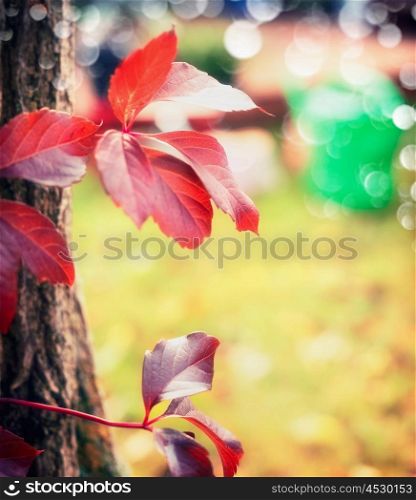 Beautiful red autumn grape leaves , outdoor, close up