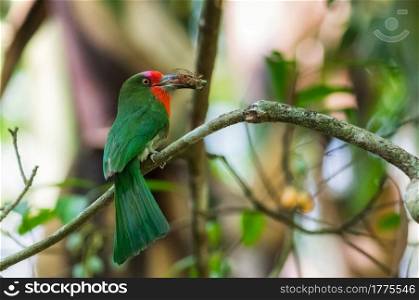 Beautiful Red bearded bee eater (Nyctyornis amictus), bird with insect prey in its mouth for feeding.. Nyctyornis amictus