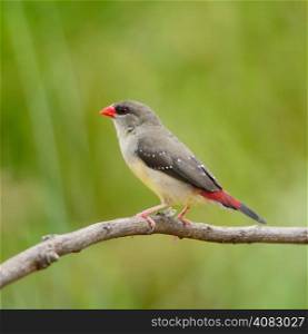 Beautiful red bird, mature female Red Avadavat (Amandava amandava) on the breeding plumage season, side and back profile