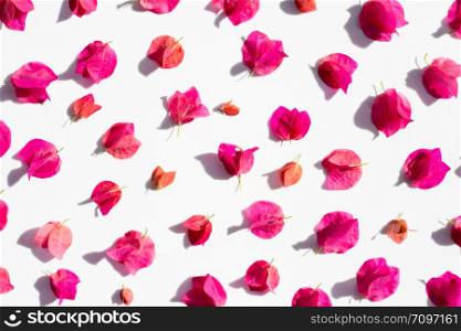 Beautiful red bougainvillea flower on white background. Flat lay