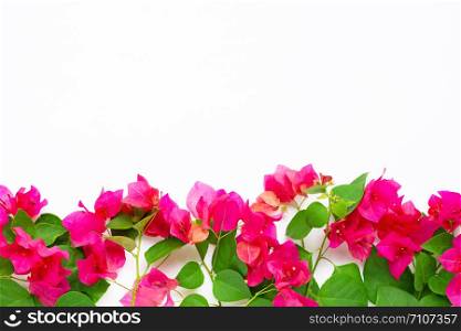 Beautiful red bougainvillea flower on white background. Top view