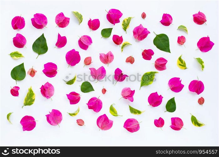 Beautiful red bougainvillea flower with leaves on white background.