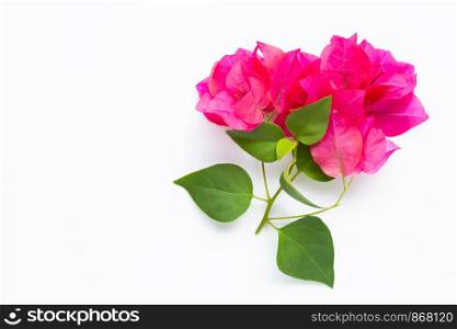 Beautiful red bougainvillea flower with leaves on white background. Copy space