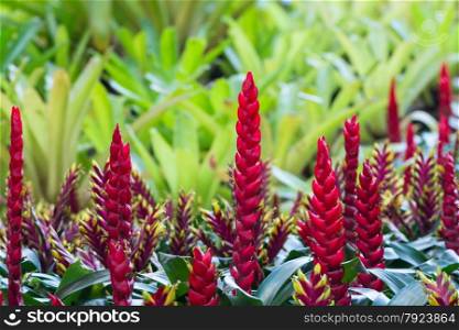 Beautiful red bromeliad pot plant, in field plantation