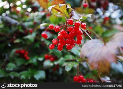 Beautiful red bunch of viburnum in autumn.. Beautiful red bunch of viburnum in autumn