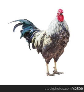 Beautiful Red Cap English cock breed standing and looking at the camera; isolated on white background