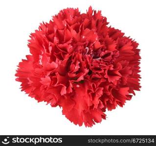 Beautiful red carnation isolated on white background