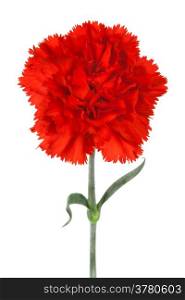 Beautiful red carnation on a white background
