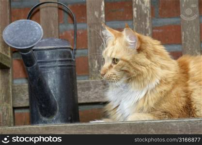Beautiful red cat outdoors sitting on the bench