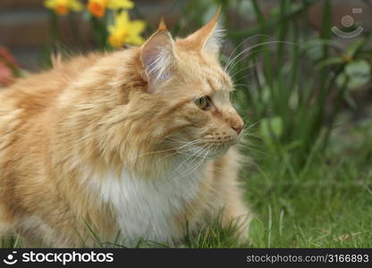 Beautiful red cat sitting outdoors watching