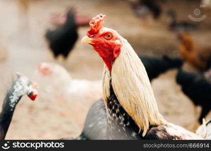 Beautiful red cockscomb chickens under bright summer sunlight with out focus background