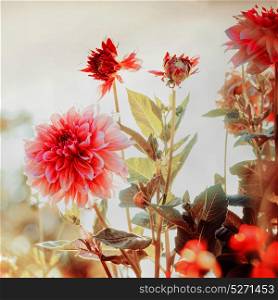 Beautiful red Dahlias flowers in garden or park, square
