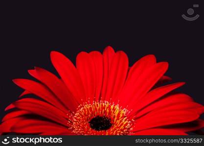 Beautiful red daisy gerbera flower with petals, isolated.