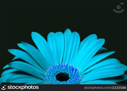 Beautiful red daisy gerbera flower with petals, isolated.