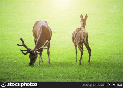 Beautiful red deer stag and doe in bright Summer sunlight