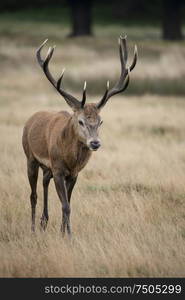 Beautiful red deer stag Cervus Elaphus in Autumn Fall woodland landscape during the rut mating seson