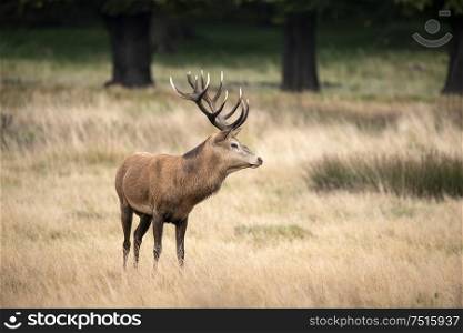 Beautiful red deer stag Cervus Elaphus in Autumn Fall woodland landscape during the rut mating seson