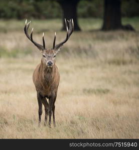 Beautiful red deer stag Cervus Elaphus in Autumn Fall woodland landscape during the rut mating seson