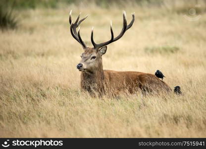 Beautiful red deer stag Cervus Elaphus in Autumn Fall woodland landscape during the rut mating seson