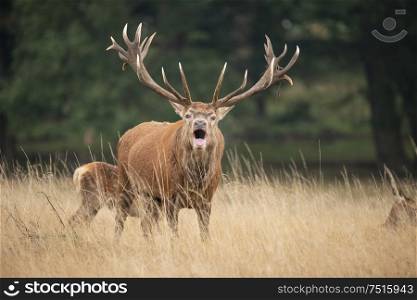 Beautiful red deer stag Cervus Elaphus in Autumn Fall woodland landscape during the rut mating seson