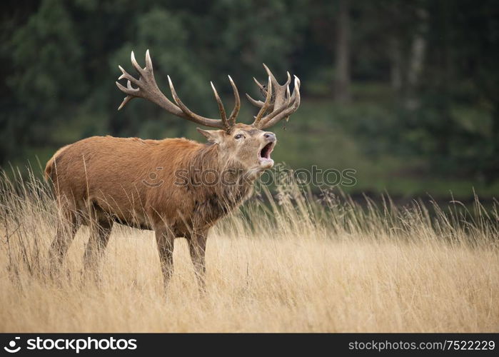 Beautiful red deer stag Cervus Elaphus in Autumn Fall woodland landscape during the rut mating seson