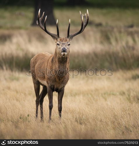 Beautiful red deer stag Cervus Elaphus in Autumn Fall woodland landscape during the rut mating seson