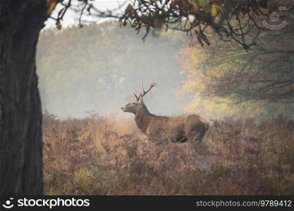 Beautiful red deer stag Cervus Elaphus wild animal in Autumn landscape woodland setting