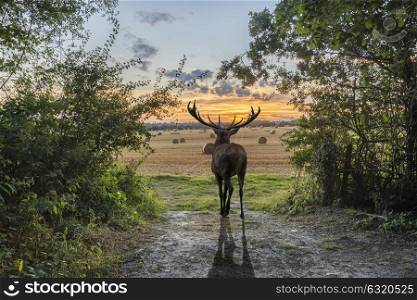 Beautiful red deer stag in countryside landscape scene looking out into distance concept image