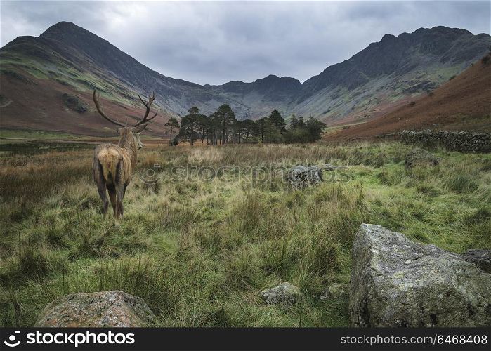 Beautiful red deer stag in countryside landscape scene looking out into distance concept image