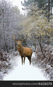 Beautiful red deer stag in snow covered Winter forest landscape