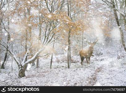 Beautiful red deer stag in snow covered Winter forest landscape in heavy snow storm