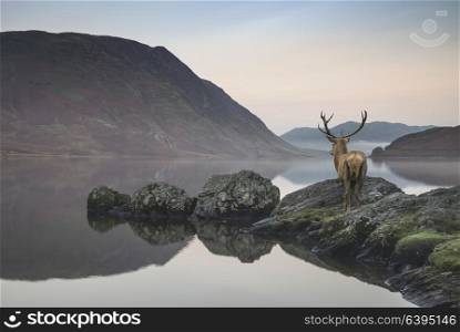 Beautiful red deer stag looks out across lake towards mountain landscape in Autumn scene