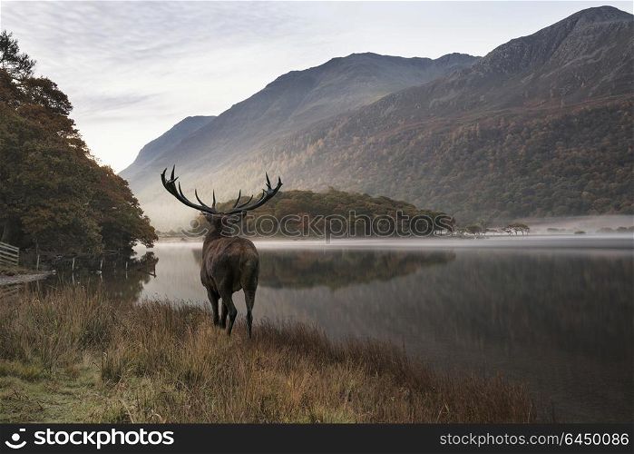 Beautiful red deer stag looks out across lake towards mountain landscape in Autumn scene