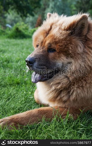 beautiful red dog chow lying on the grass