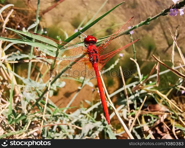 Beautiful red dragonfly rest on a branch. The red veined darter or nomad is a dragonfly of the genus Sympetrum.